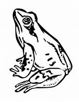 Free Frog Coloring Pages At GetColoringscom  Printable Colorings sketch template