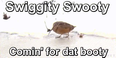 Swiggity Swooty GIF List | Swiggity Swooty I'm Coming for That Booty