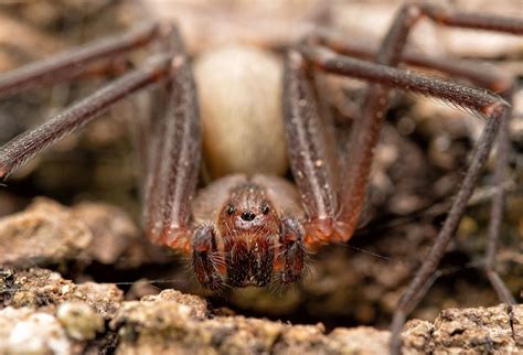 What is the Deadliest Spider in the World? - WorldAtlas