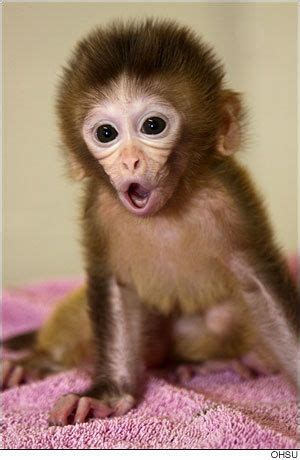 Pin by Branimir Sokačić on mali majmun beba in 2020 | Cute baby animals, Cute monkey, Pet monkey