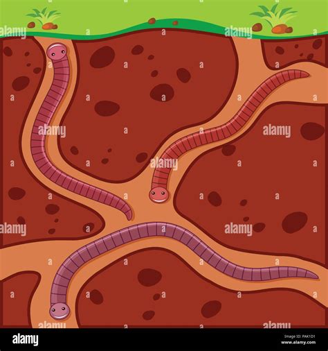 Earthworm digging soil underground illustration Stock Vector Image & Art - Alamy