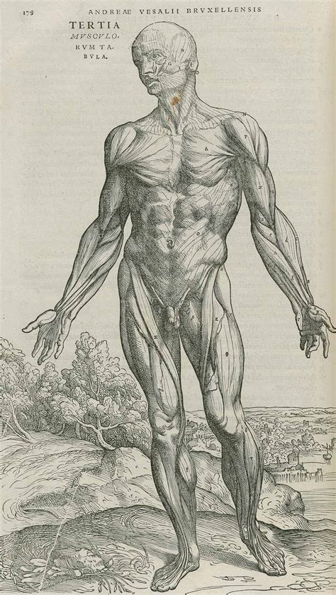 Dream Anatomy: Gallery: Andreas Vesalius: De Humani Corporis Fabrica...