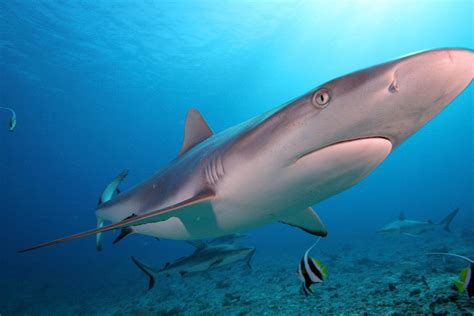 Animals of the world: Grey reef shark