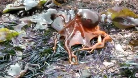 Strange Animal Behavior: Octopus Decides To Go For A Walk On Land (VIDEO)
