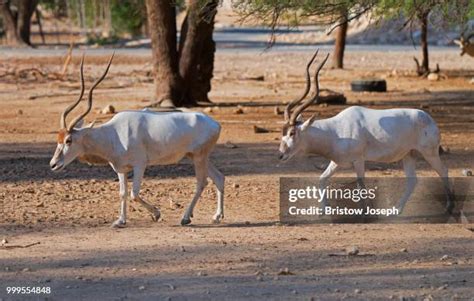 Oryx Qatar Photos and Premium High Res Pictures - Getty Images