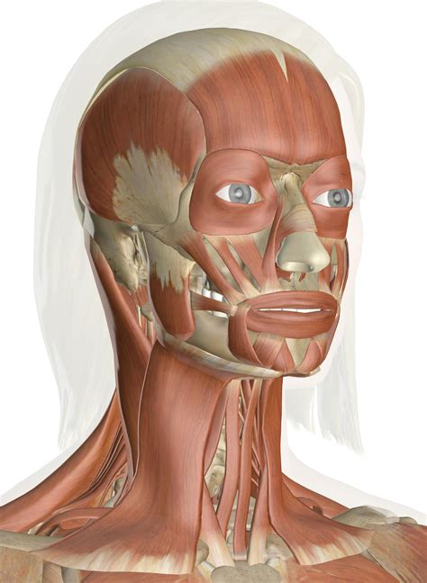 Muscle Of Face And Scalp