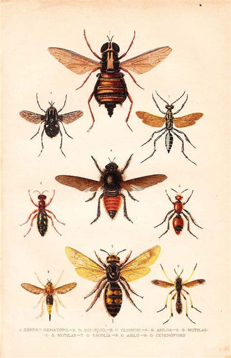 Vintage Insects Lithograph Natural History Print 1891 | Etsy ...