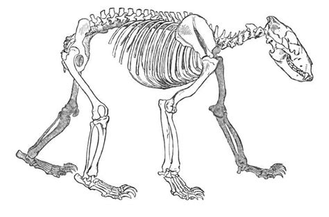 The skeleton of a bear. Date: 1896. Source: The Royal Natural History Museum. Author: Richard ...