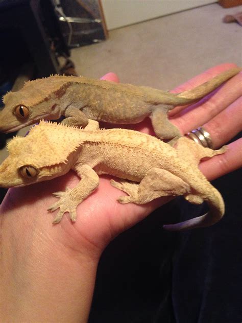 Housing Multiple Crested Geckos Together - HOUSEQB