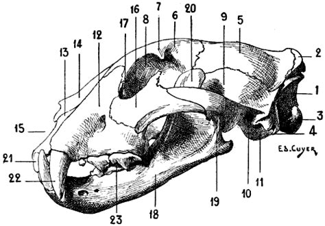 The Project Gutenberg eBook of The Artistic Anatomy of Animals, by ...