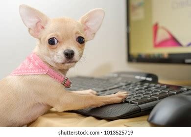 2 Computer Keas Images, Stock Photos & Vectors | Shutterstock