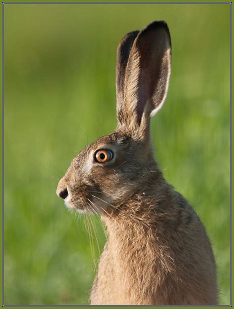 European Hare - Animal & Insect Photos - Sonja Loner's Photoblog