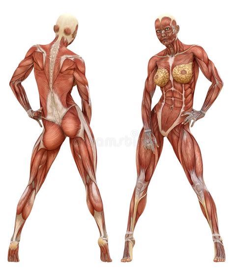 Female Muscular System Anatomy Stock Photo - Illustration of ...