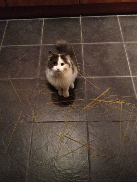 The Spaghetti Incident? : aww