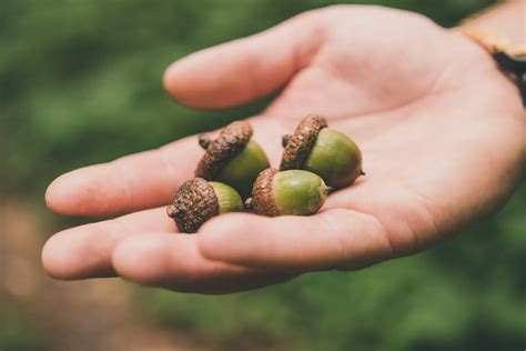 55 Acorn Facts: Anatomy, Habitat, Uses And More | Kidadl