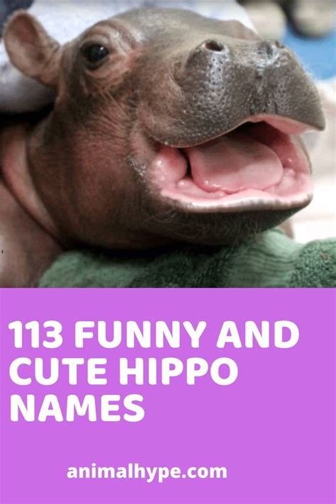 Cute and Funny Hippo Names | Cute hippo, Girl pet names, Baby hippo