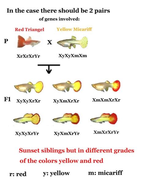 How to use Genetics to breed beautiful Guppies (2)