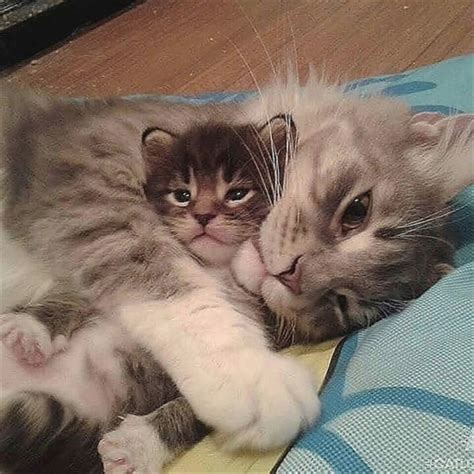 Pin by Hope Randolph on AWWWWWWWW moments | Cat cuddle, Cute cats and kittens, Cute baby animals