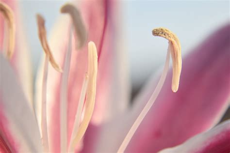 Lily 10 Free Stock Photo - Public Domain Pictures