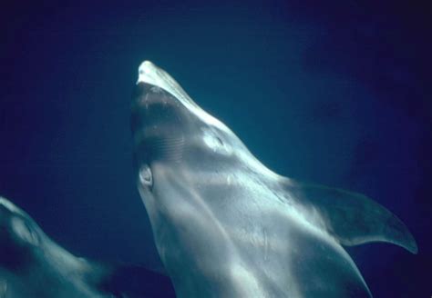 White-beaked dolphin - Whale & Dolphin Conservation USA