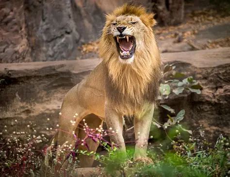 30k+ Lion Roar Pictures | Download Free Images on Unsplash