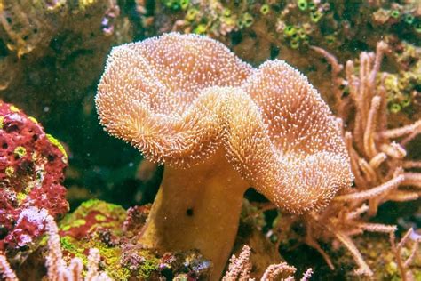 The Toadstool Coral Care Guide for Beginners – Aquarium Genius