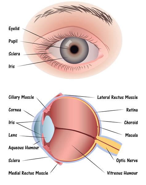 eye diagram - Discovery Eye Foundation