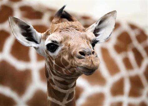 17 Baby Giraffe Facts: Size, Diet, Skills, Photos, Videos | Storyteller ...