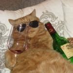 Wine Cat Birthday Meme Generator - Imgflip