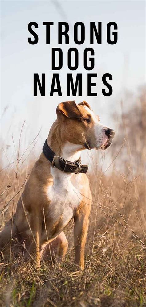 Strong dog names Strong Dog Names, Boy Dog Names Unique, Tough Dog Names, Big Dog Names, Female ...