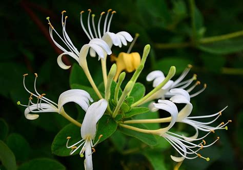 Honeysuckle Flower - Definition of Honeysuckle Flower