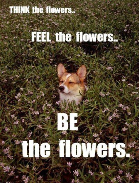 Spring Funny Animal Quotes. QuotesGram