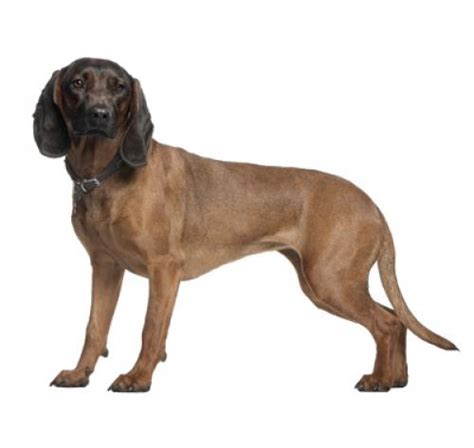 Bavarian Mountain Hound Dog Breed Information | Purina