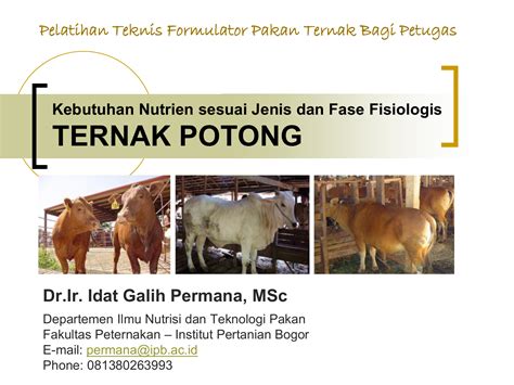 Pemberian Pakan Ternak Sapi Potong - Tenak Sapi Blog