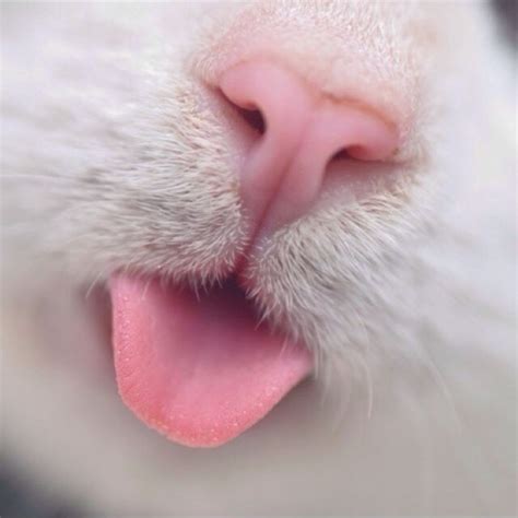 Literally Just 15 Of the Most 'Boopable' Cat Noses We Could Find For Y ...