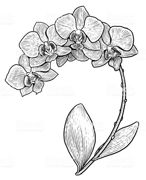 Google Image Result for https://media.istockphoto.com/vectors/orchid-flower-illustration-drawing ...