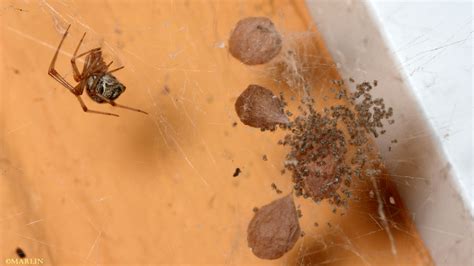 Common House Spider - North American Insects & Spiders