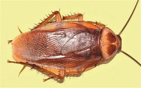 Identifying Different Types of Cockroaches - Dodson Pest Control