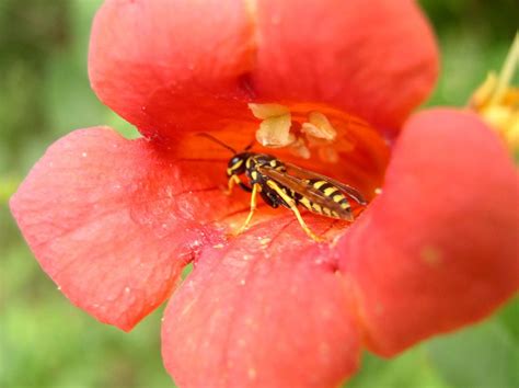 Wasp Pollination