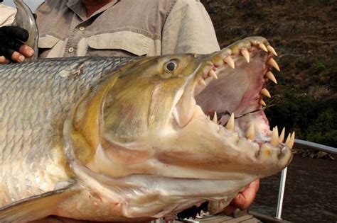 The Stuff of Nightmares: Everything to Know About the Goliath Tigerfish