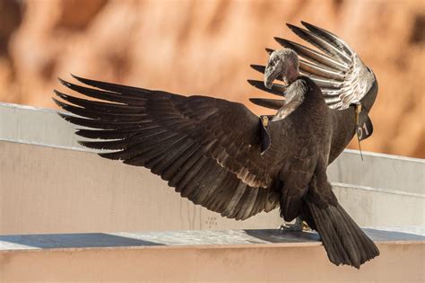 Plight of the Condor: A photographer’s pursuit of an endangered species ...