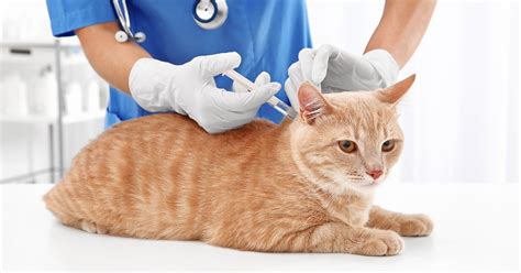 Cat and Kitten Vaccinations - PDSA