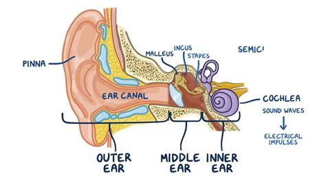 Anatomy and physiology of the ear - Osmosis
