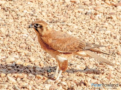 Brown Falcon - Peter Rowland Photographer & Writer