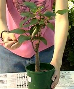 How To Repot Moreton Bay Fig Bonsai – Chinese Bonsai Garden