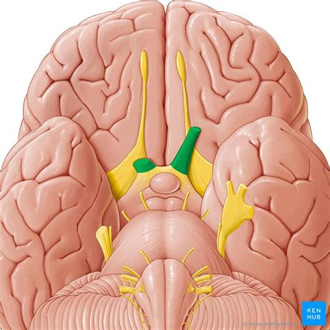 Subarachnoid cisterns: Anatomy and clinical points | Kenhub