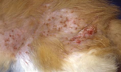 21 Miliary Dermatitis Cats Symptoms Stock – Animal lovers love to have these pets wallpapers