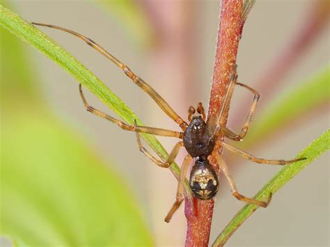 Male Steatoda triangulosa (Triangulate Cobweb Spider) in Rockwood, Ontario Canada