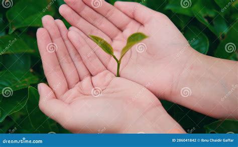 Two Hands Holding Green Tea Leaf Seeds in the Palms during the Planting Process in a Tea Garden ...