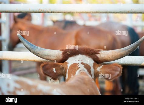 USA, Texas, Close up of bull Stock Photo - Alamy